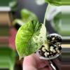 plant/Alocasia Sinuata Albo-0-thumbnail