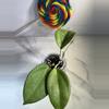 plant/Hoya Vitellina (fusco marginata)-1-thumbnail