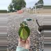 plant/Philodendron Brasil Cuttings *Growers Choice*-6-thumbnail