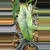 plant/Alocasia Dragon's Breath-1-thumbnail