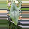 plant/Alocasia Dragon's Breath-0-thumbnail