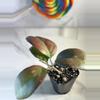 plant/Hoya Joy-2-thumbnail