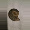 plant/Polished ammonite-0-thumbnail