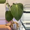 plant/Philodendron melano var revert-1-thumbnail