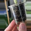 plant/Alocasia Sinuata Albo-3-thumbnail