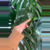 plant/Epi Pinnatum Albo rooted cutting with active growth-1-thumbnail