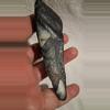 free_shipping/Megalodon Fragment-1-thumbnail