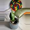 plant/Hoya Taggamus outsr variegation-2-thumbnail