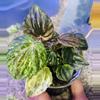 plant/Peperomia marmorata pink lady-0-thumbnail