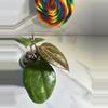 plant/Hoya Latifolia Sarawak-2-thumbnail