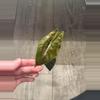 plant/Low color Pink Chantrieri Pup-1-thumbnail