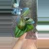 plant/Dinner Plate Hoya Starter-0-thumbnail