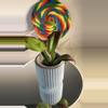 plant/Hoya Erythrina-0-thumbnail