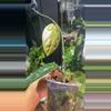 plant/Megalaster x Self starter-2-thumbnail