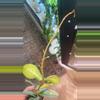 plant/Nova Ghost Starter-1-thumbnail
