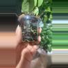 plant/Mathilde Plug-1-thumbnail