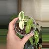 plant/3” Hoya Cumingiana Albo-2-thumbnail