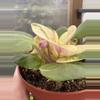 plant/4” African Violet Key Lime Treat-0-thumbnail
