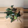 plant/#25 Hoya Burtoniae-0-thumbnail