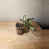 plant/#25 Hoya Burtoniae-2-thumbnail