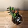 plant/#22 Hoya Burtoniae-0-thumbnail