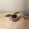 plant/#26 Hoya Caudata 'Sumatra', or 'Silver Stains'-1-thumbnail
