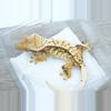 plant/492 Midas NG female-0-thumbnail