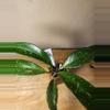 plant/#21 Hoya Publicalyx Splash starter-0-thumbnail