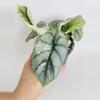 plant/Alocasia Silver Dragon Var. 0551-2-thumbnail