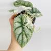plant/Alocasia Silver Dragon Var. 0550-1-thumbnail