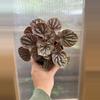 plant/4” Peperomia Red Beauty Ripple-0-thumbnail