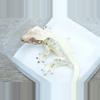 plant/472 frost line sable Lilly white female (Prometheus x luminary)-1-thumbnail