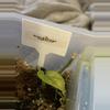 plant/Scindapsus Infinity-0-thumbnail