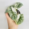plant/Alocasia Silver Dragon Var. 0550-3-thumbnail