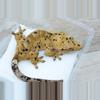 plant/497 CD x BM female Dalmatian ( oil spots)-1-thumbnail