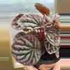plant/4” Peperomia Red Beauty Ripple-2-thumbnail