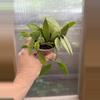 plant/3” Hoya Gracilis-1-thumbnail