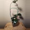 plant/#24 Hoya Carnosa Freckled Splash (Trellis not included)-2-thumbnail