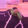 plant/Hoya gunung gading cutting-0-thumbnail
