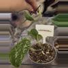 plant/Scindapsus White Crocodile-0-thumbnail