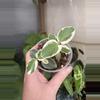 plant/3” Hoya Cumingiana Albo-4-thumbnail