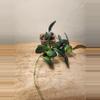 plant/#25 Hoya Burtoniae-1-thumbnail