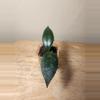 plant/#26 Hoya Caudata 'Sumatra', or 'Silver Stains'-0-thumbnail