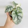 plant/Alocasia Silver Dragon Var.-1-thumbnail