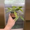 plant/3” Hoya Gracilis-0-thumbnail
