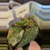 plant/Scindapsus White Tiger-0-thumbnail