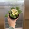 plant/4” African Violet Key Lime Treat-2-thumbnail