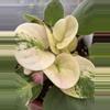 plant/4” African Violet Key Lime Treat-1-thumbnail