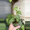 plant/4” Monstera Siltepecana-1-thumbnail