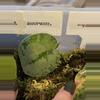 plant/Scindapsus Silver Splash-0-thumbnail